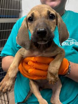 Toph -  Coonhound Dog for Adoption in Nacogdoches, Texas - Toph | PetCurious