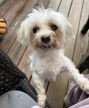 Summer -  Maltese Dog for Adoption in Closter, New Jersey - Summer | PetCurious