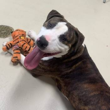 Rescue Pit Bull Terrier Dogs for Adoption - Rocco | PetCurious