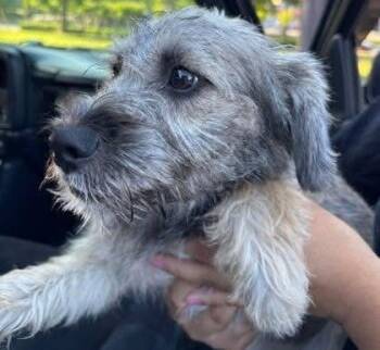 Noodle Mac -  Terrier Dog for Adoption in Milton, Georgia - Noodle Mac | PetCurious
