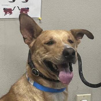 Pooh -  Shepherd and Mixed Breed Dog for Adoption in Yuma, Arizona - Pooh | PetCurious