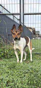 Creampuff -  Chihuahua and Mixed Breed Dog for Adoption in Sevierville, Tennessee - Creampuff | PetCurious