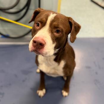 ZIPPY PAWS -  Mixed Breed Dog for Adoption in Greensboro, North Carolina - ZIPPY PAWS | PetCurious