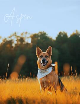 Rescue German Shepherd Dog Dogs for Adoption in Lucas, Texas - ASPEN GS | PetCurious