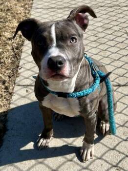 Pit Bull Terrier Dogs Available for Adoption - BLUEBELLE | PetCurious