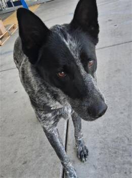 Rescue Australian Cattle Dog Blue Heeler Dogs for Adoption in Thousand Oaks, California - Boblee -- URGENT!! | PetCurious
