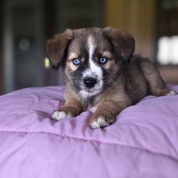 Australian Shepherd and Australian Cattle Dog Blue Heeler Dogs Available for Adoption in Boerne, Texas - Azul | PetCurious