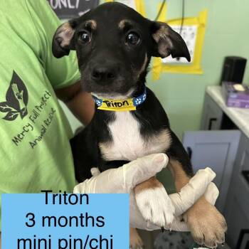 Triton -  Miniature Pinscher and Chihuahua Dog for Adoption in Tampa, Florida - Triton | PetCurious