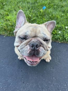 Rescue French Bulldog Dogs for Adoption in Minneapolis, Minnesota - Mabel D6101 | PetCurious