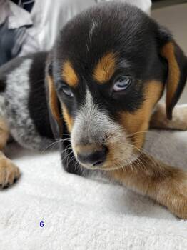 Red -  Australian Cattle Dog Blue Heeler and Beagle Dog for Adoption in Portage, Wisconsin - Red | PetCurious