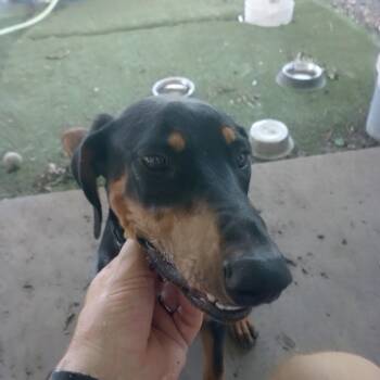 Remy -  Doberman Pinscher Dog for Adoption in Lavon, Texas - Remy | PetCurious