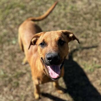 Rescue Hound and Shepherd Dogs for Adoption in Valdosta, Georgia - Cashew | PetCurious
