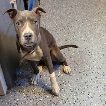 TUSC-Stray-85429 -  Pit Bull Terrier Dog for Adoption in Tuscaloosa, Alabama - TUSC-Stray-85429 | PetCurious