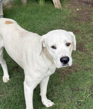 Pit Bull Terrier and Mixed Breed Dogs Available for Adoption in Tulsa, Oklahoma - FRANKIE | PetCurious