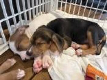 Spring -  Hound and Terrier Dog for Adoption in Cashiers, North Carolina - Spring | PetCurious