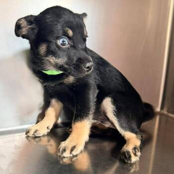 Pickles -  Chihuahua and Pug Dog for Adoption in Apple Valley, California - Pickles | PetCurious