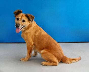 AMORE -  Terrier Dog for Adoption in Pasadena, California - AMORE | PetCurious