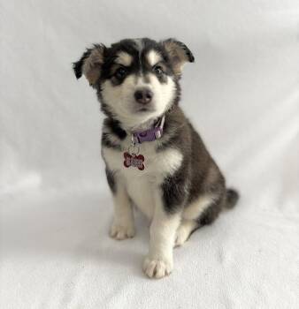 Siberian Husky Dogs Available for Adoption in Palo Alto, California - Tropical: Papaya | PetCurious