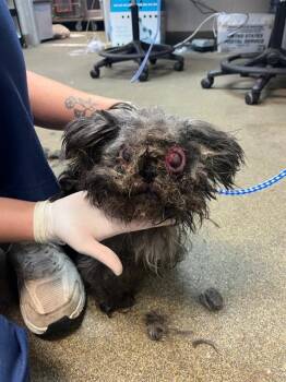 Mixed Breed Dogs Available for Adoption in Jacksonville, Florida - RAYA | PetCurious