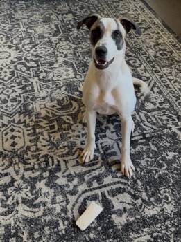 Rescue Labrador Retriever Dogs for Adoption in Grayson, Georgia - Daisy | PetCurious