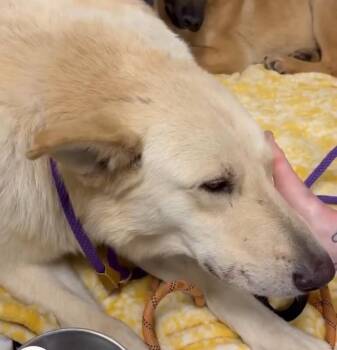 German Shepherd Dog and Mixed Breed Dogs Available for Adoption - Cheddar | PetCurious