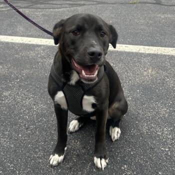 Hutch -  Black Labrador Retriever Dog for Adoption in Portland, Maine - Hutch | PetCurious