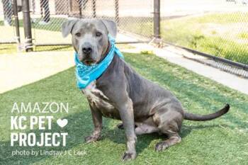 Pit Bull Terrier and Mixed Breed Dogs Available for Adoption in Kansas City, Missouri - Amazon | PetCurious