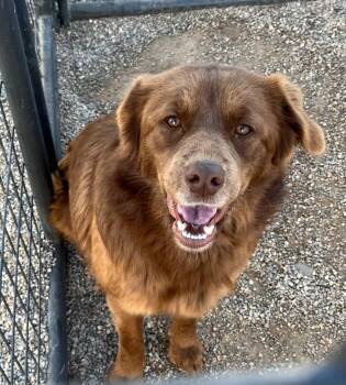 Australian Shepherd and Mixed Breed Dogs Available for Adoption in Gillette, Wyoming - Nala | PetCurious