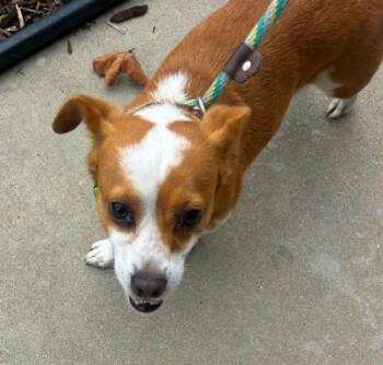 Sammy -  Corgi and Terrier Dog for Adoption in Santa Paula, California - Sammy | PetCurious