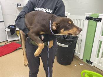 Labrador Retriever and Mixed Breed Dogs Available for Adoption in Omaha, Nebraska - SEINFELD | PetCurious