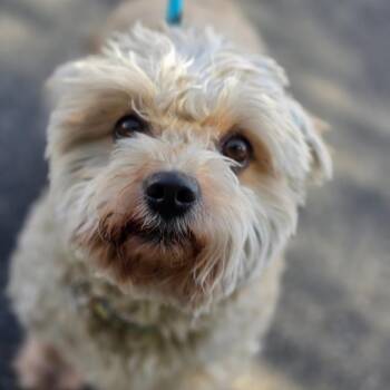 Pepe - Chino Hills Location -  Maltese and Poodle Dog for Adoption in Chino Hills, California - Pepe - Chino Hills Location | PetCurious