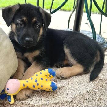 Vivi D69281 -  Golden Retriever and Mixed Breed Dog for Adoption in Minnetonka, Minnesota - Vivi D69281 | PetCurious