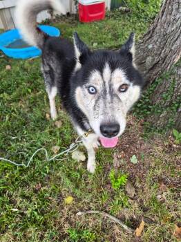 Kenzo -  Husky Dog for Adoption in Murray, Kentucky - Kenzo | PetCurious