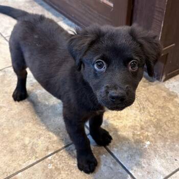 Mixed Breed Dogs Available for Adoption in Boca Raton, Florida - Velvet | PetCurious