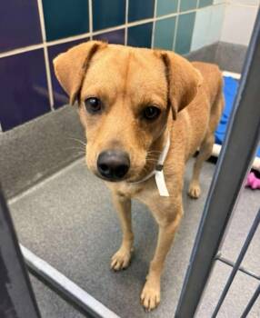 Rescue Fox Terrier and Chihuahua Dogs for Adoption in Sedalia, Colorado - Dijon | PetCurious