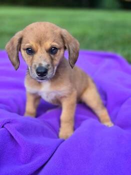 Kameron -  Aussiedoodle Dog for Adoption in Orland Park, Illinois - Kameron | PetCurious