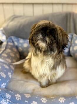 Shih Tzu Dogs Available for Adoption - Suriel | PetCurious