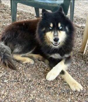 Siberian Husky Dogs Available for Adoption - Malibu | PetCurious