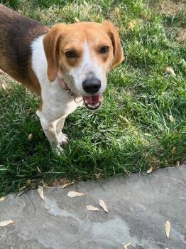 Foxhound Dogs Available for Adoption in Media, Pennsylvania - Ms. Wiggs | PetCurious