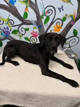 Labrador Retriever Dogs Available for Adoption in Brookhaven, Mississippi - Midnight 26. | PetCurious