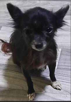 Izzie in TX -  Chihuahua Dog for Adoption in Cranston, Rhode Island - Izzie In TX | PetCurious