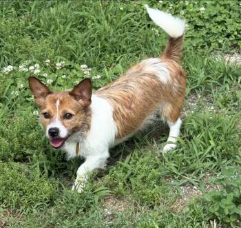 Waffles -  Corgi and Jack Russell Terrier Dog for Adoption in Columbia, Tennessee - Waffles | PetCurious