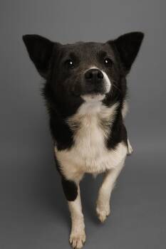 Rescue Corgi and Mixed Breed Dogs for Adoption in Hardeeville, South Carolina - Waffle | PetCurious