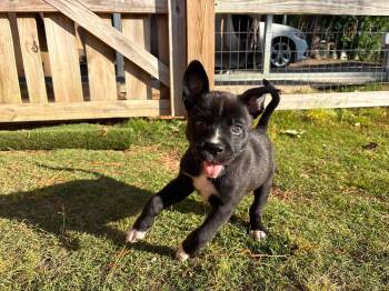 Black Labrador Retriever and Husky Dogs Available for Adoption in Wilmington, North Carolina - Finn | PetCurious