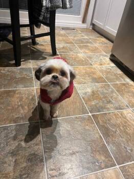 Shih Tzu Dogs Available for Adoption in Toronto, Ontario - April | PetCurious