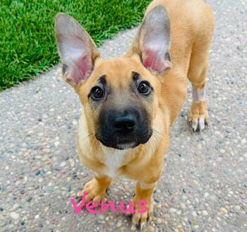 Venus -  German Shepherd Dog Dog for Adoption in Mission Viejo, California - Venus | PetCurious