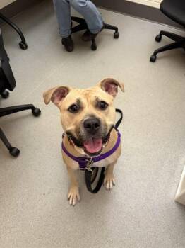 HENNESSY -  Pit Bull Terrier Dog for Adoption in Methuen, Massachusetts - HENNESSY | PetCurious