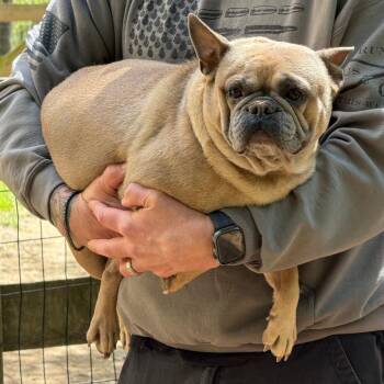 French Bulldog Dogs Available for Adoption in West Chester, Pennsylvania - Miss Piggy | PetCurious