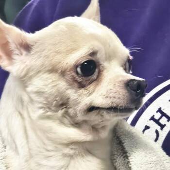 Chunky -  Chihuahua Dog for Adoption in Des Moines, Iowa - Chunky | PetCurious
