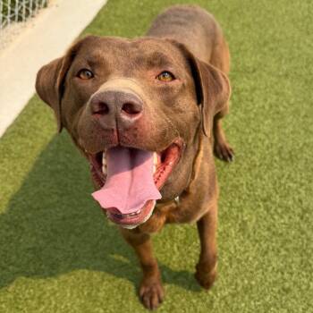 Deisel -  Chocolate Labrador Retriever Dog for Adoption in Cody, Wyoming - Deisel | PetCurious